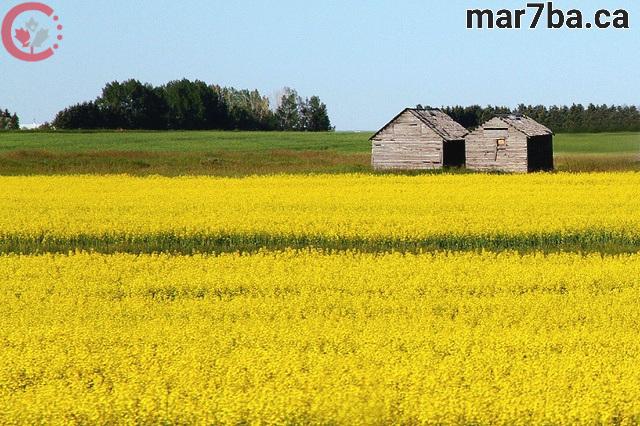 معلومات عن الزراعة في كندا